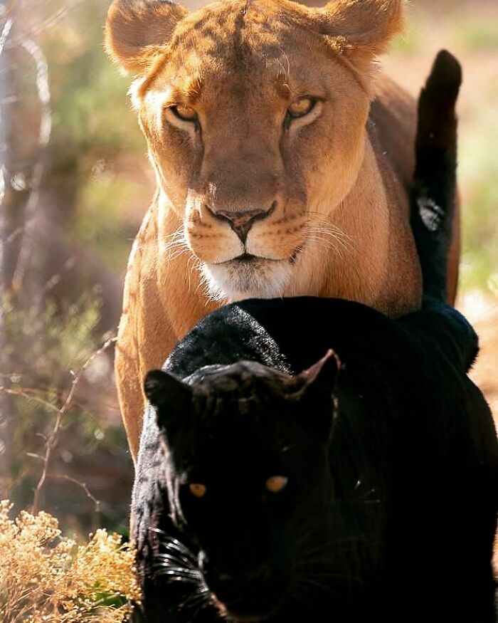 Close-up of a lioness and a black panther captured in an unforgettable wildlife moment in natural sunlight.