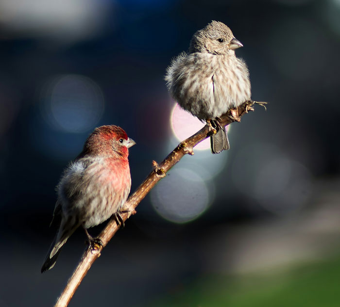 Two small birds perched on a branch in natural light, illustrating a peaceful scene related to old wives' tales.