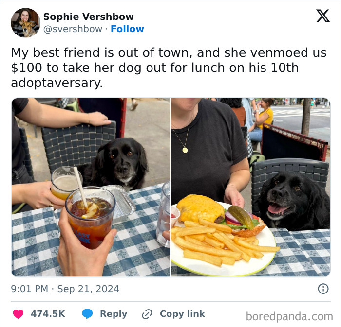 Black dog sitting at outdoor cafe table with food and drinks, enjoying delightful animals in an adorable moment.
