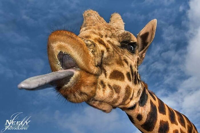 Close-up of a giraffe with its tongue out captured in an unforgettable wildlife moment against a blue sky background