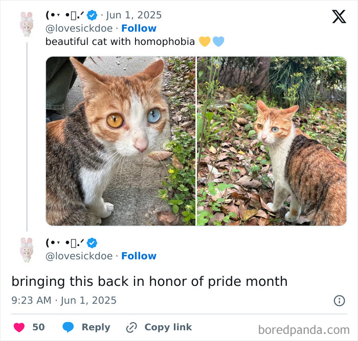 Cat with heterochromia outdoors showing unique eye colors in a curious scene that made people go hmmm.