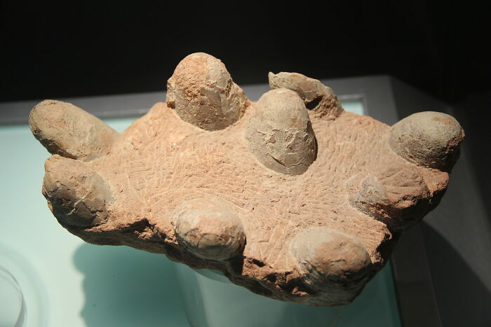 Fossilized dinosaur nest with eggs displayed in a museum, highlighting unique dinosaur facts and discoveries.