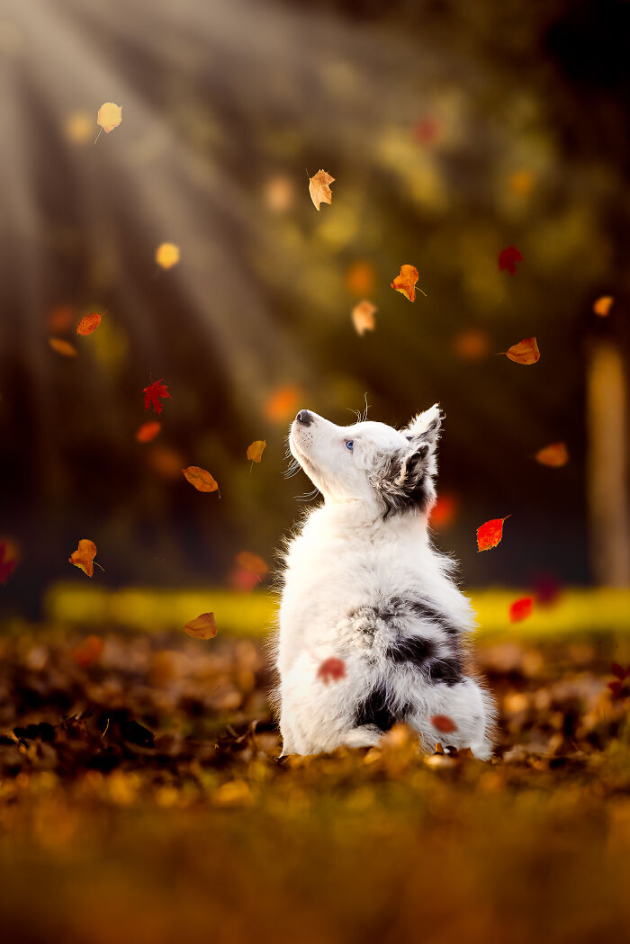 Fluffy dog sitting among autumn leaves with sunlight beams, a charming moment captured in the best dog photos collection.