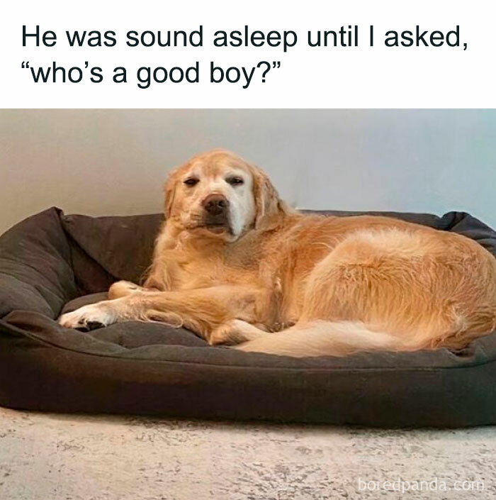 Golden retriever lying on a black dog bed with a sleepy expression, featured in doggo memes about good boys.