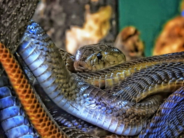 Close-up of a snake in one of the scariest places around the world, showcasing dangerous wildlife for brave travelers.