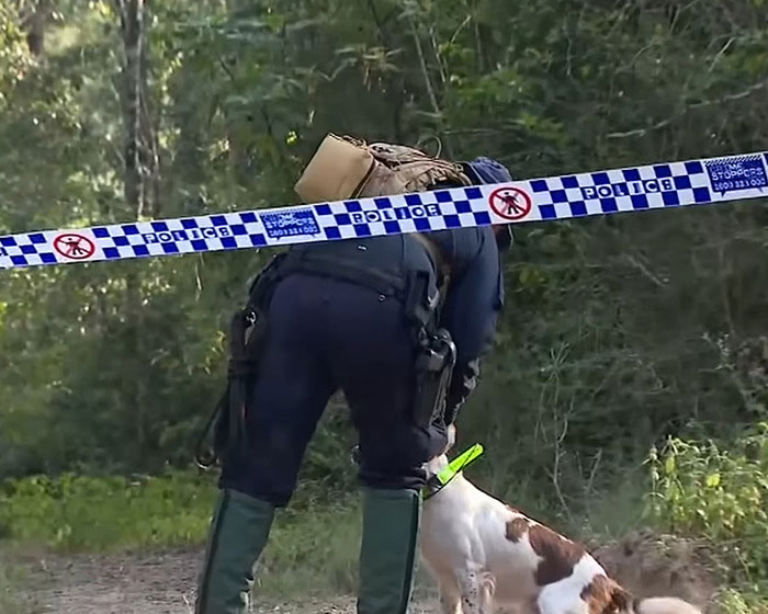 Police officer with dog behind police tape at wooded area during human remains search for missing teenager. Police officer with dog behind police tape at wooded area during human remains search for missing teenager.