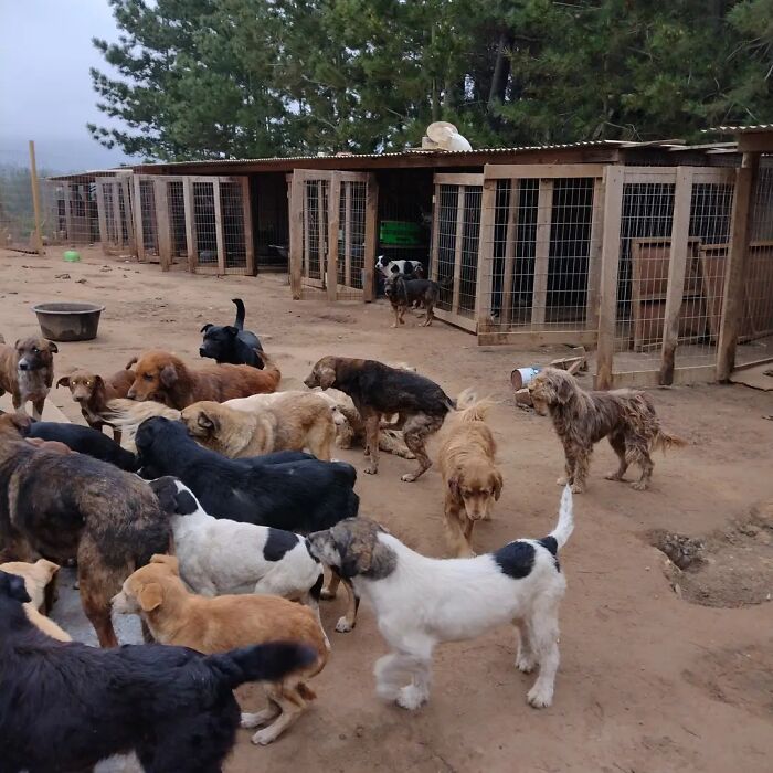 Multiple homeless dogs gathered outside wooden kennels in a sanctuary created to rescue and shelter stray dogs.