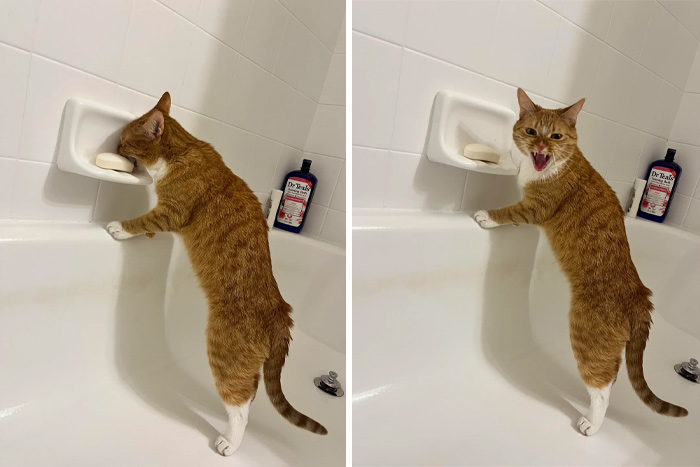Orange cat interacting with soap in bathtub, showing playful and curious behavior in two side-by-side photos.