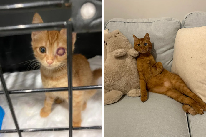 Two orange cats shown side by side, one in a cage with an eye injury, the other lounging on a couch with a stuffed toy.