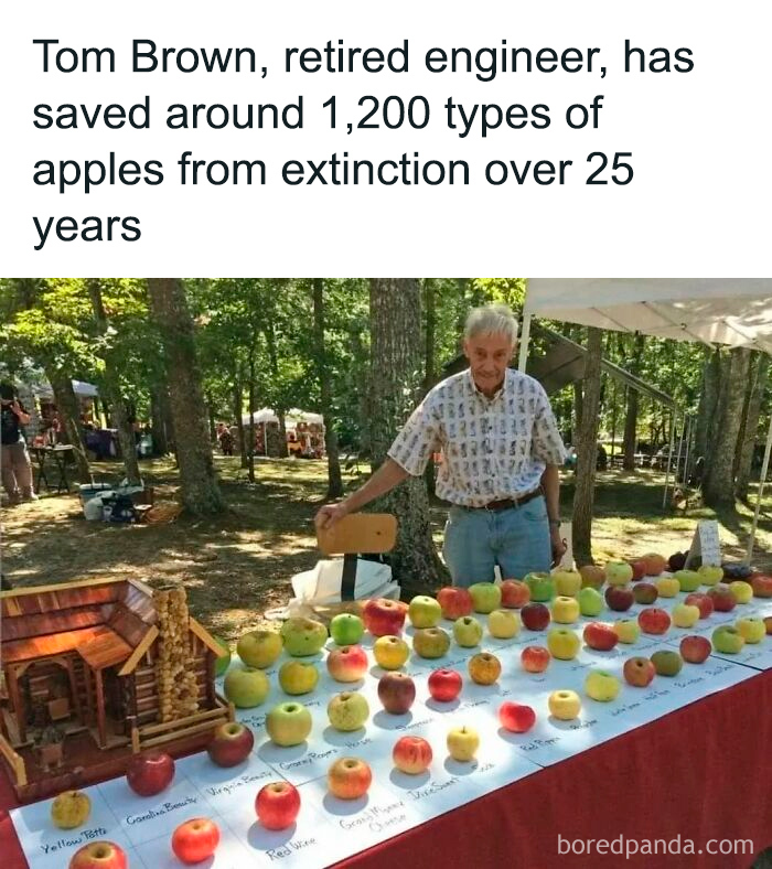 Retired engineer showcasing 1,200 types of apples saved, embodying the wholesome side of feel-good moments.