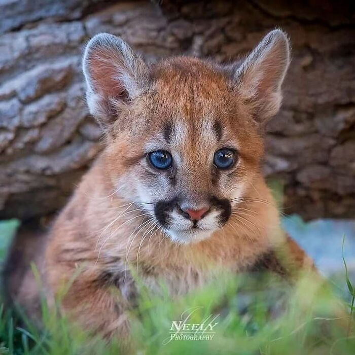 Close-up of a young cougar cub with blue eyes in its natural habitat, showcasing unforgettable wildlife moments.