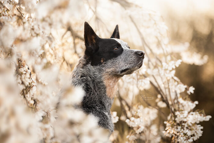 Australian cattle dog sitting among blooming white flowers in a serene outdoor setting, a popular dog photo shared by the community.