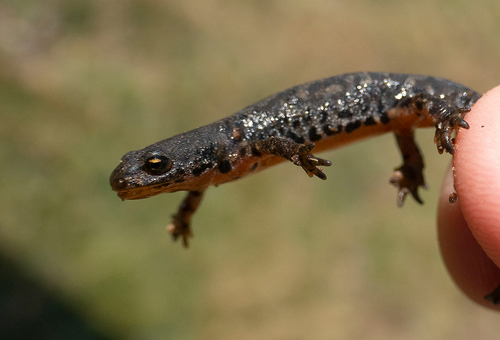 Close-up of a small newt held between fingers, one of the 12 animals that start with N and sound unique.
