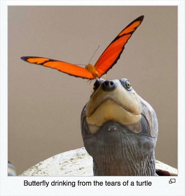Butterfly perched on a turtle's nose, illustrating a funny and interesting snippet from random Wikipedia articles.