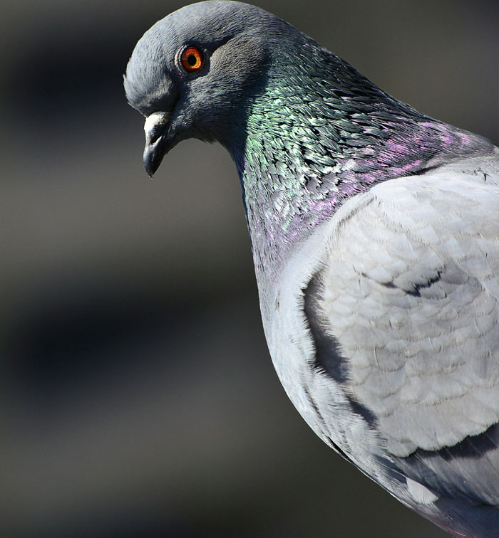 Close-up of a pigeon with iridescent neck feathers, highlighting one of the wild things people say they’ve seen.