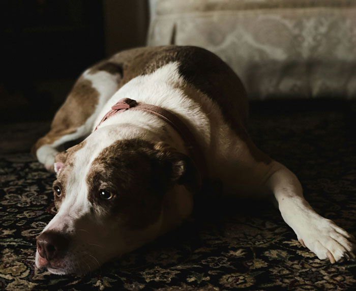 Dog lying on a carpet in a dimly lit room, reflecting a quiet moment connected to biggest mistake life stories.