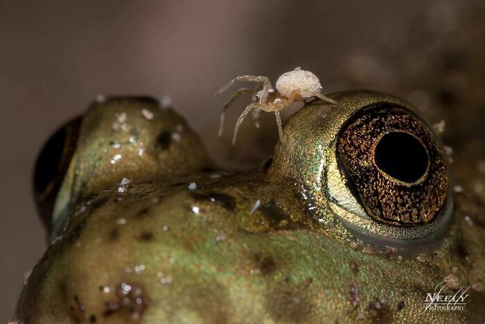 Macro close-up of a tiny spider on a frog's eye showcasing unforgettable wildlife moments in nature photography.