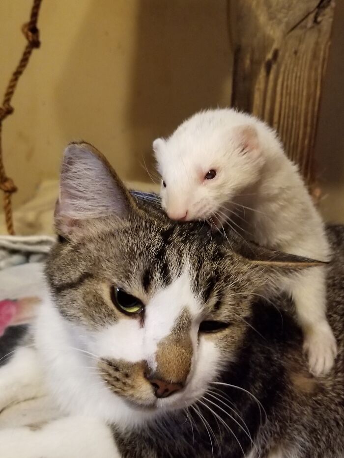 Millie Loved Billy The Cat, But When I Took This Picture, She Nipped Him On The Head