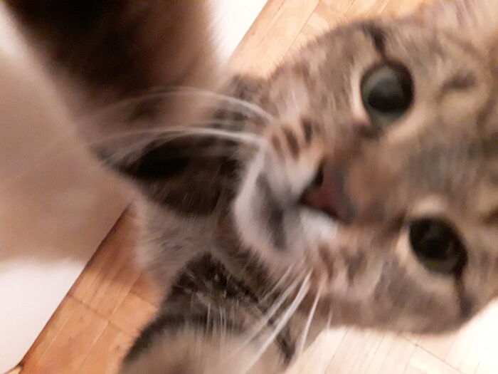 The Shark Dangling From My Phone