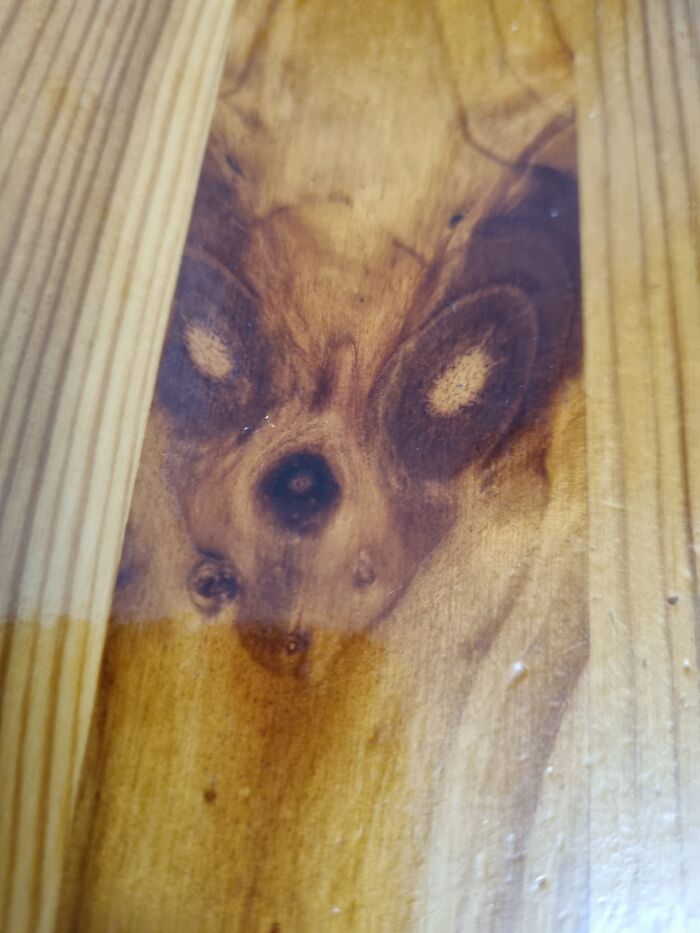 Chihuahua On My Dining Table