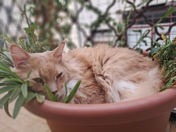 Prince In A Flower Pot