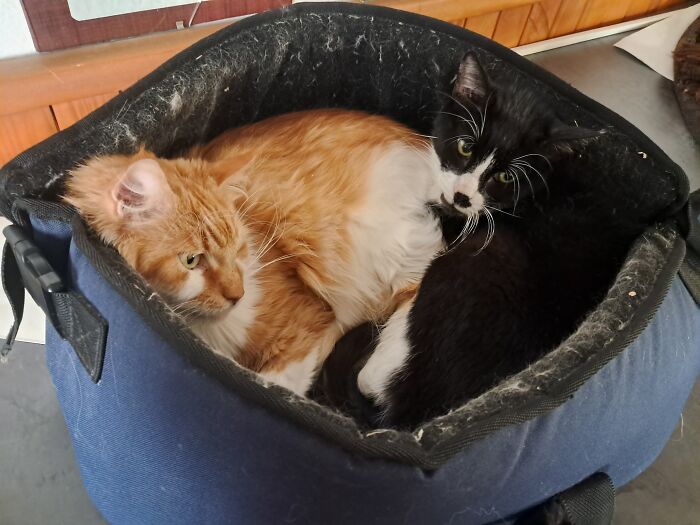 Pépite And Moana In The Bottom Of My Harp's Cover