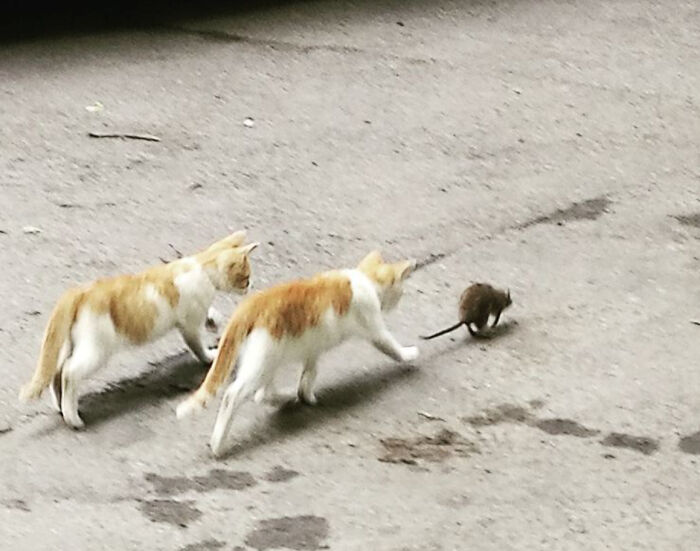 Boss And His Mewnions