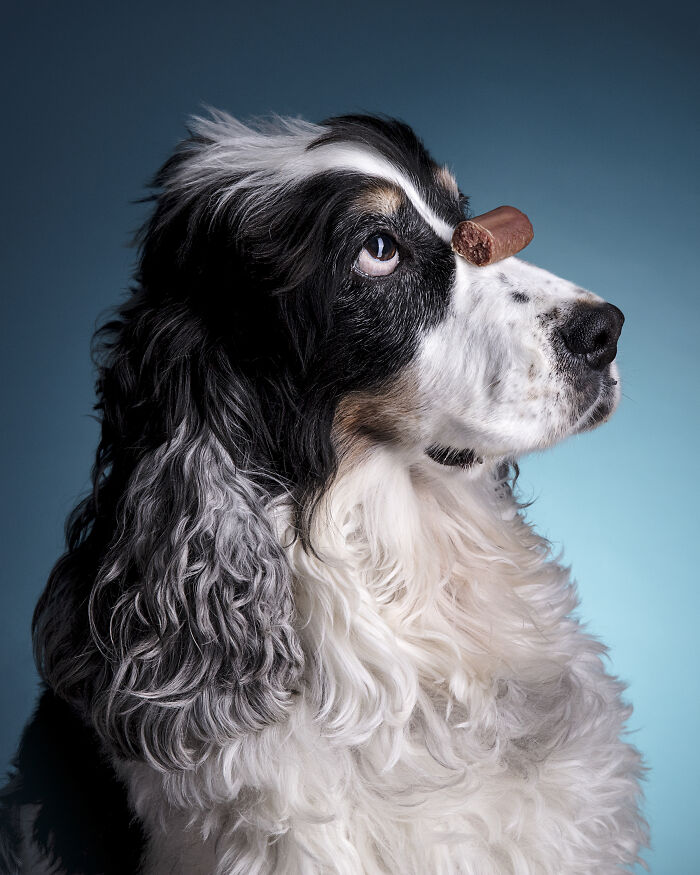 Black and white dog with long curly fur balancing a treat on its nose in a studio dog photo from Bored Panda community.