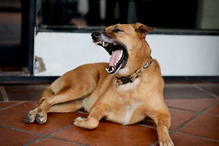 Brown dog lying on tiled floor with mouth wide open, a wild thing some people say they’ve seen but no one believes.