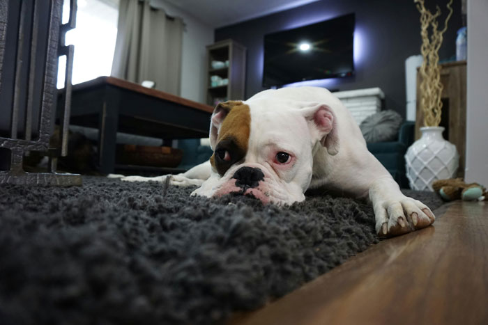 White and brown bulldog lying on a dark gray rug in a living room, illustrating how I paid for college secrets concept.