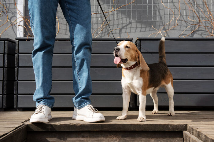 Beagle standing next to person in jeans and white sneakers, showcasing commitment and playful attitude outdoors.