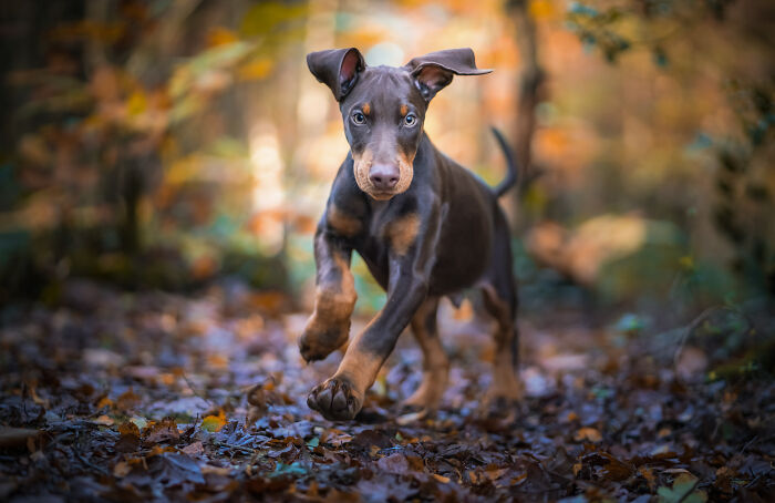 Doberman puppy running through autumn leaves in a forest, featured in the best dog photos shared by the community.