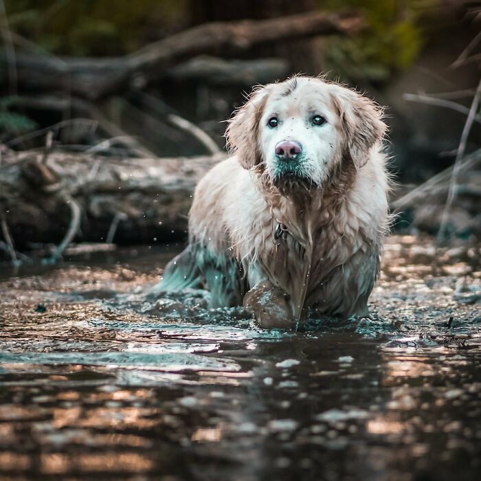 Golden retriever dog standing in muddy water in a forest, one of the best dog photos shared by Bored Panda community.
