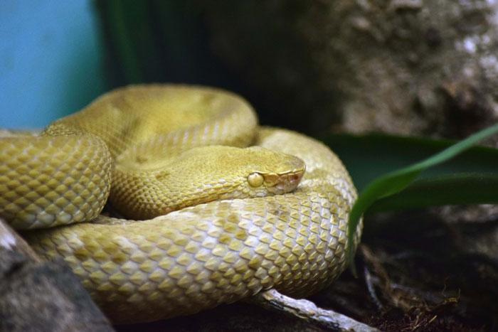 Close-up of a coiled yellow snake in a dark natural setting, representing one of the scariest places around the world.