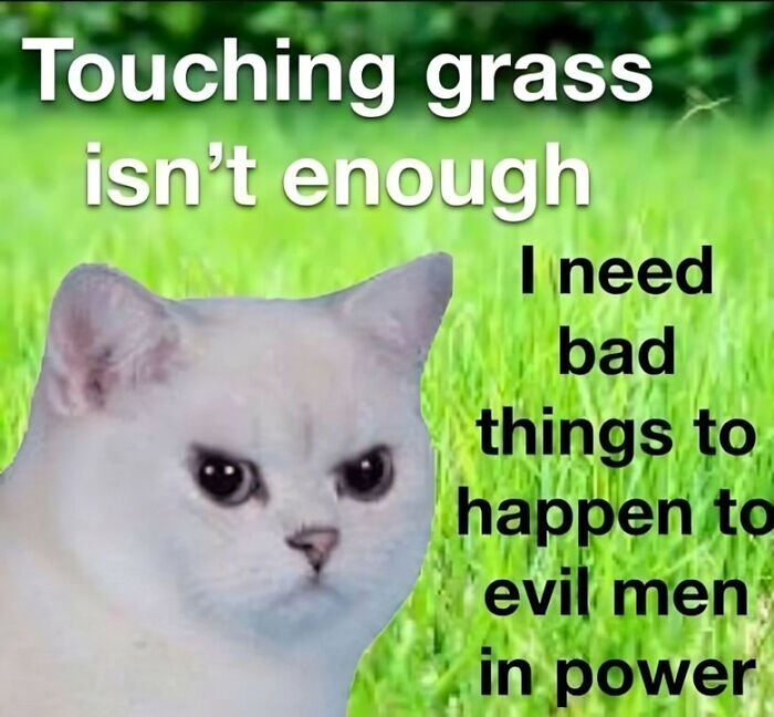 White cat with angry expression on green grass background, a powerful meme about justice and authority.