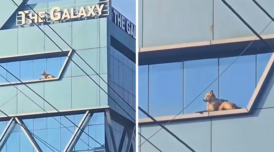 Cat resting on a ledge of a modern glass building creating a bizarre yet hilarious visual effect from a distance.
