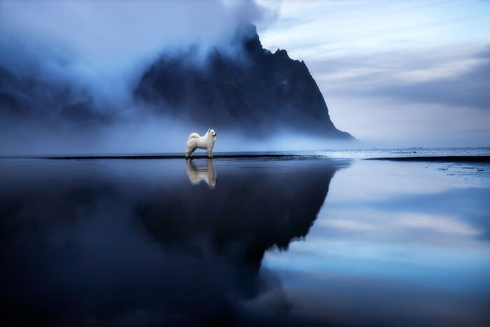 White dog standing on reflective wet sand near misty mountains, one of the best dog photos shared by the Bored Panda community
