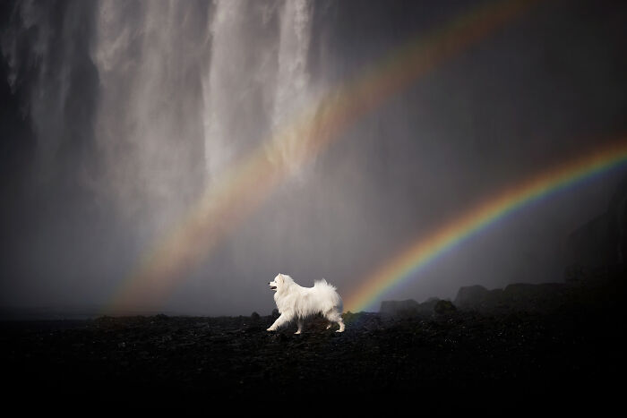 White dog walking near a waterfall with double rainbow in the background, one of the best dog photos by the community.