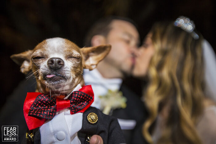 Small dog in a red bow tie dressed formally with a bride and groom kissing in the background in a wedding photo.