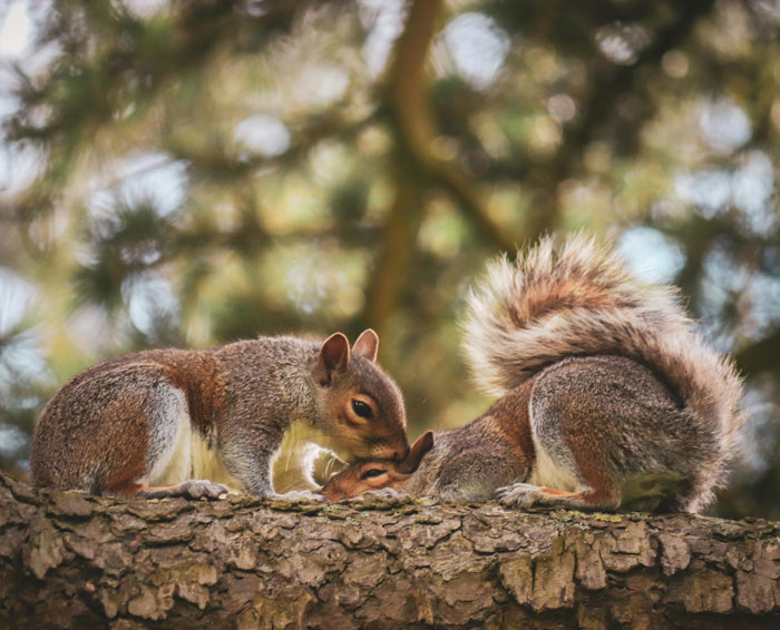 Two squirrels on a tree branch displaying unusual behavior, one appearing to nuzzle the other in a wild encounter.