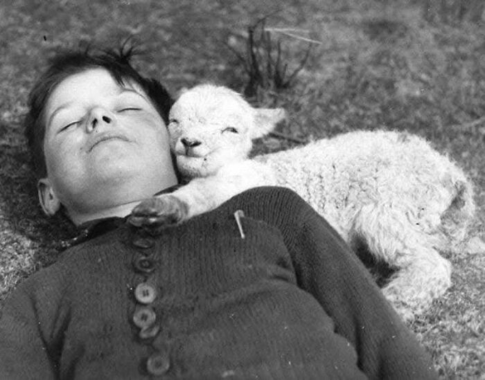 Black and white historical photo of a boy lying on the grass cuddling a lamb, showcasing a rare peaceful moment from the past.