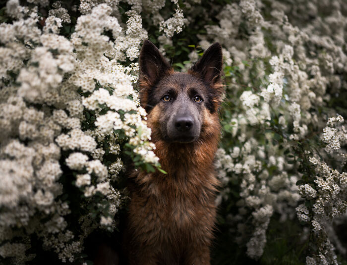 German Shepherd dog posing among white flowers, one of the best dog photos shared by the Bored Panda community
