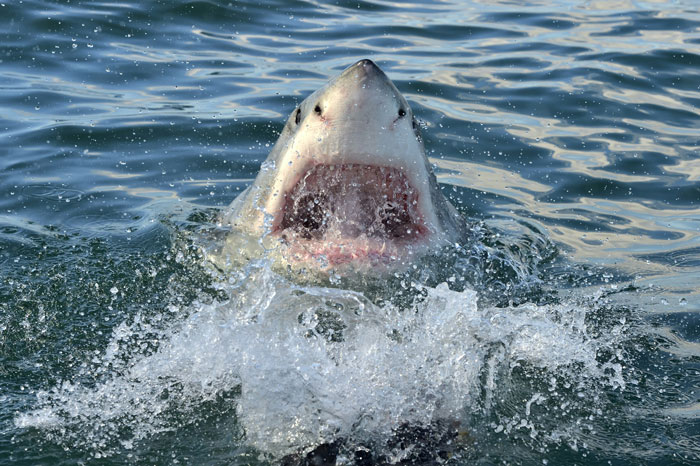 Great white shark breaching the water with mouth open, one of the wild things people say they've seen.