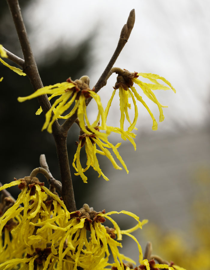 Yellow witch hazel flowers blooming on tree branches, illustrating effective old wives' tales in nature.