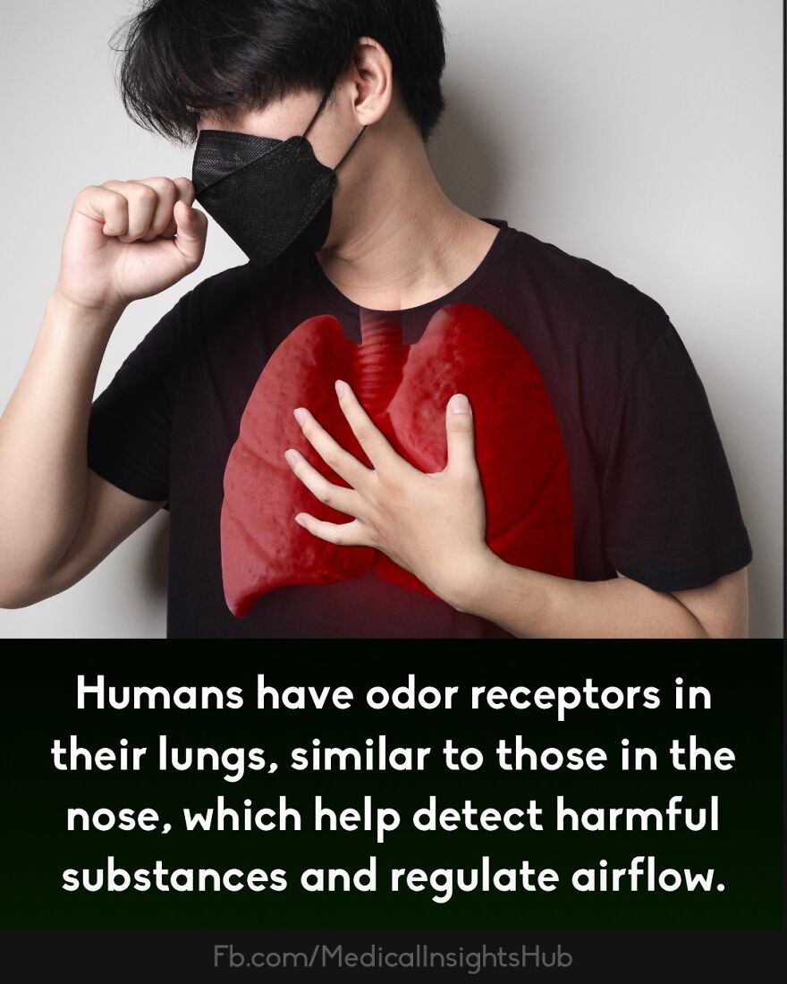 Man wearing a black mask coughing, with highlighted lungs illustrating odor receptors regulating airflow and detecting harmful substances.