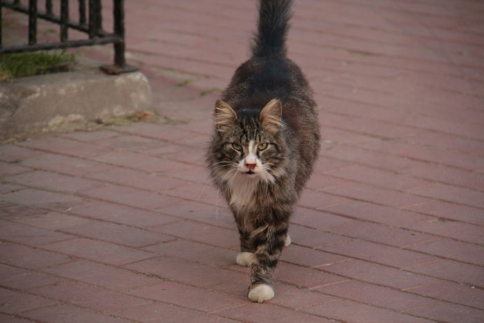A wild-looking cat walking confidently on a brick pavement, one of the 55 wild things people say they’ve seen.