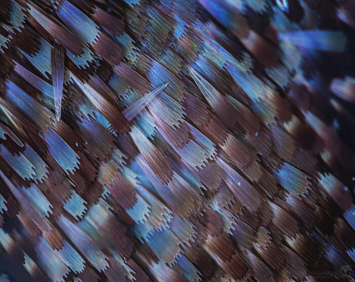 Microscopic image showing detailed blue and brown scales with sharp spikes, revealing a cool microscopic perspective.