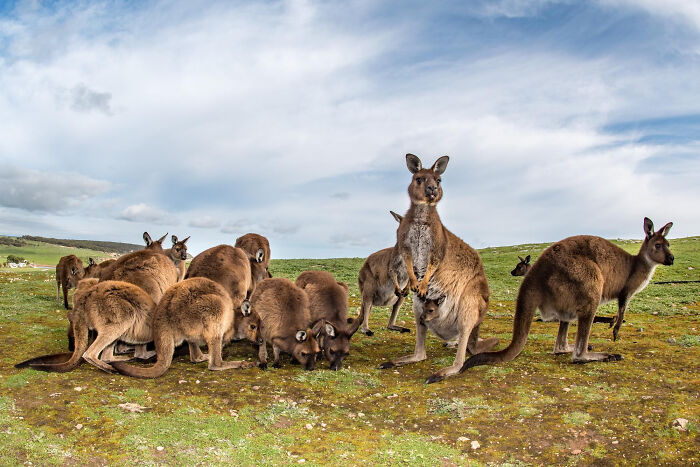Group of kangaroos grazing on green grass under a cloudy sky, illustrating common facts European netizens correct.