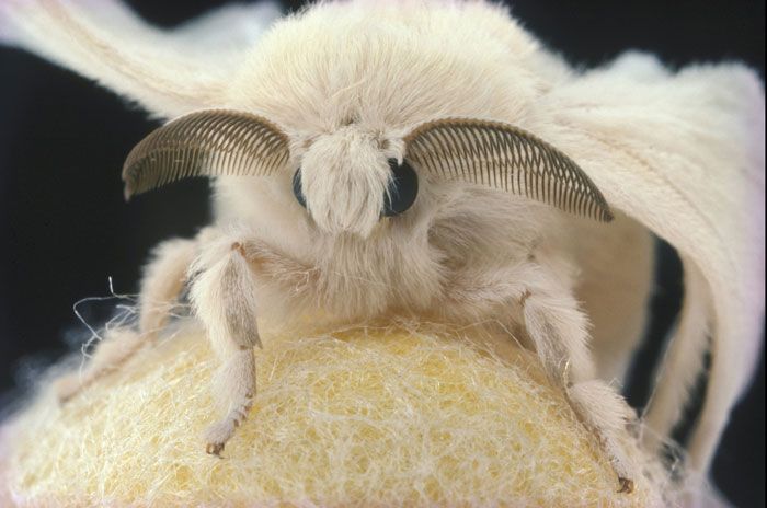 Close-up of a mysterious white moth with feathery antennae, one of the wild things people say they’ve seen.