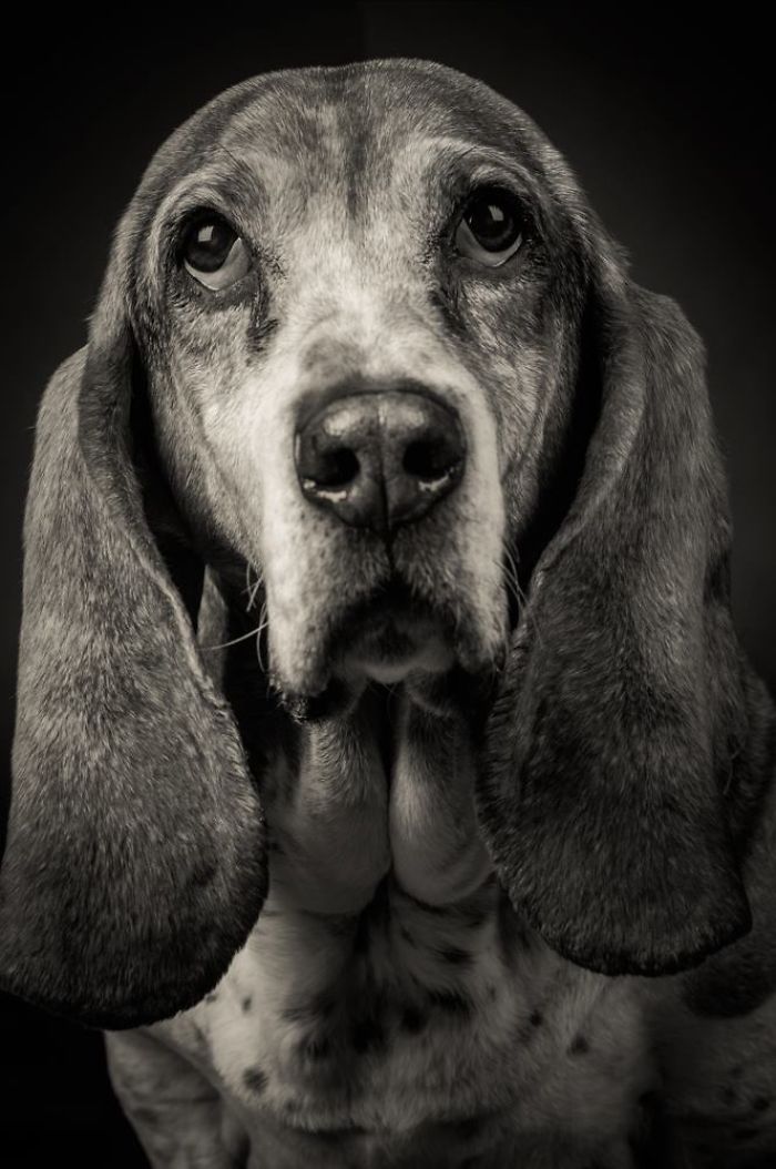 Close-up black and white photo of a dog with long ears and soulful eyes featured in best dog photos.
